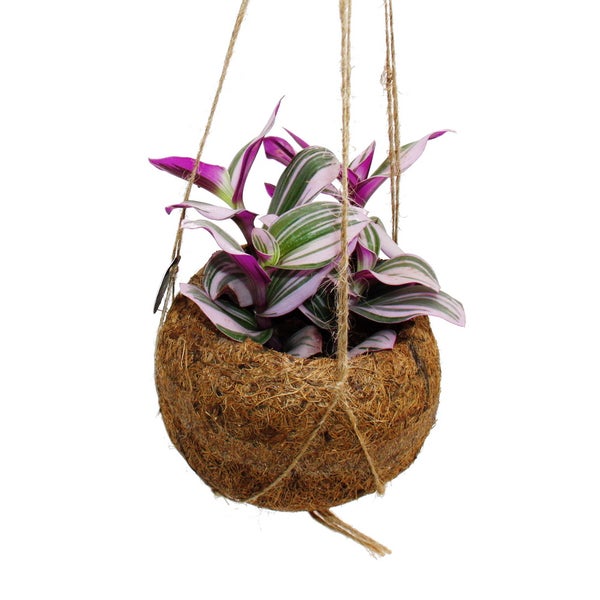 Kokodama Tradescantia Nanouk Dreimasterblume Wasserhexe im Kokodama-Gefäß zum Hängen ca. 13cm