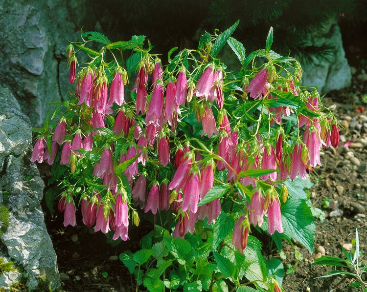 Campanula punctata 'Elizabeth', Glockenblume, rosa, ca. 11x11 cm Topf