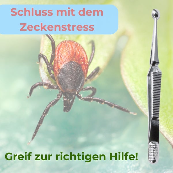 Zecke mit Zeckenentferner-Werkzeug zur Zeckenentfernung