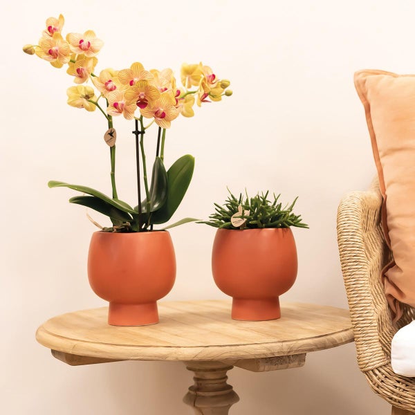 Kolibri Orchids orange Phalaenopsis Orchidee -35cm hoch Topfgröße 9cm blühende Zimmerpflanze frisch vom Züchter