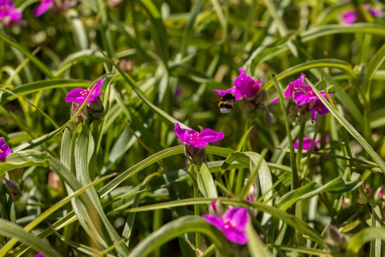 Tradescantia x andersoniana 'Karminglut', purpurrot, ca. 9x9 cm Topf