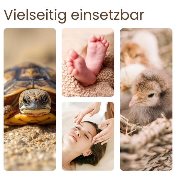 Collage mit Bildern von einer Schildkröte, Babyfüßen, einer Frau bei einer Kopfmassage und einem Küken.