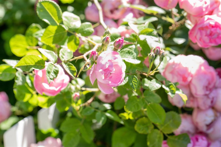 Rosa 'The Fairy', Bodendeckerrose, zartrosa, 3-5 Liter Container