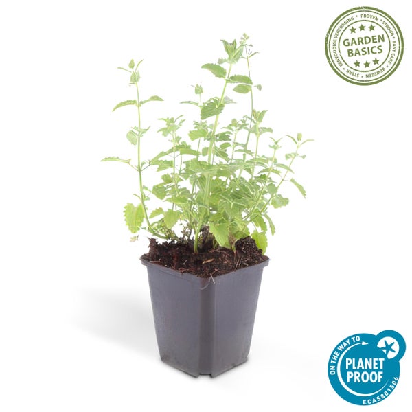Kräuterpflanze in einem schwarzen Kunststofftopf, Garden Basics Logo für einfache Pflege und Planet Proof Zertifizierung.