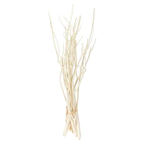 Distelgewächs mit gelber Blüte und grünen Blättern