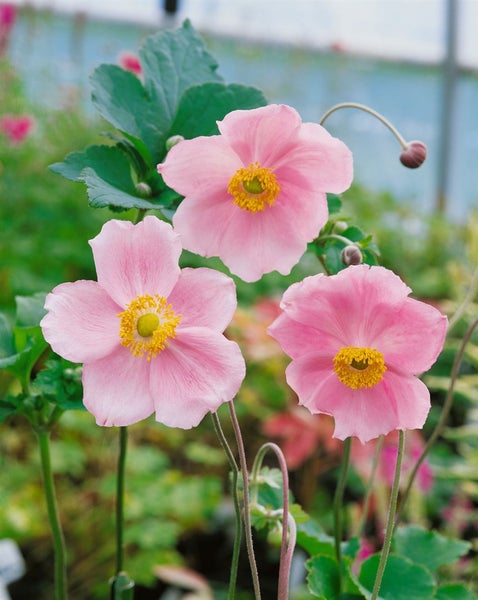 Anemone hupehensis 'Splendens', Herbst-Anemone, rosa, ca. 9x9 cm Topf