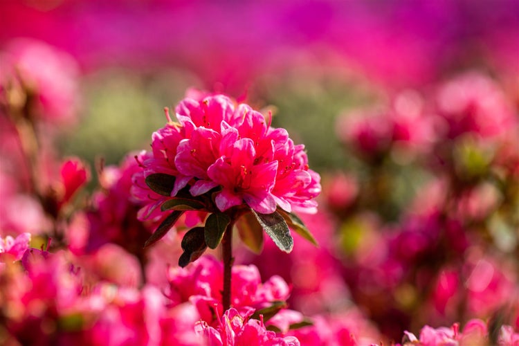 Nahaufnahme einer Azaleenblüte