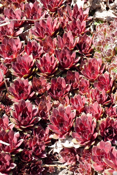 Sempervivum marmoreum 'Rubin', Hauswurz, ca. 9x9 cm Topf, rot-grün