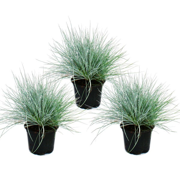 BlauschwingelGras Festuca glauca 9cm Topf 3 Pflanzen HORNBACH