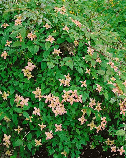 Clematis montana 'Marjorie', Berg-Waldrebe, rosa, 40–60 cm