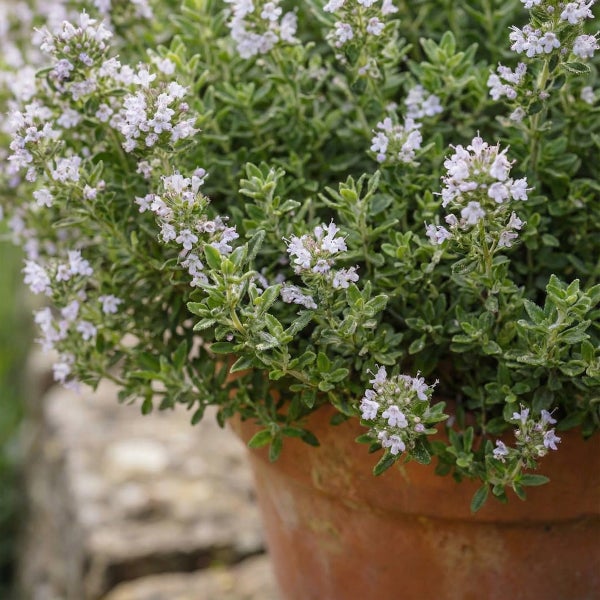 Blühende Thymian Pflanze mit kleinen hellen Blüten in einem Tontopf für den Kräutergarten.