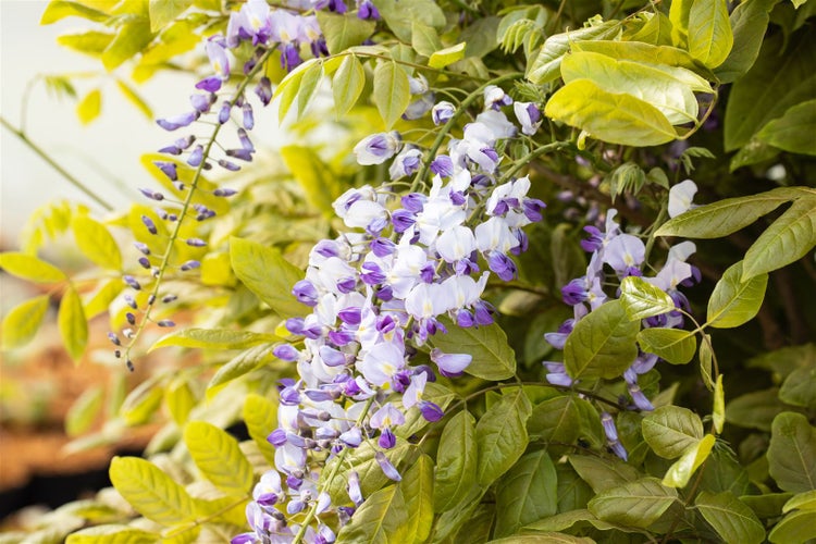 Wisteria floribunda 'Macrobotrys', Japanische Blauregen, 40–60 cm