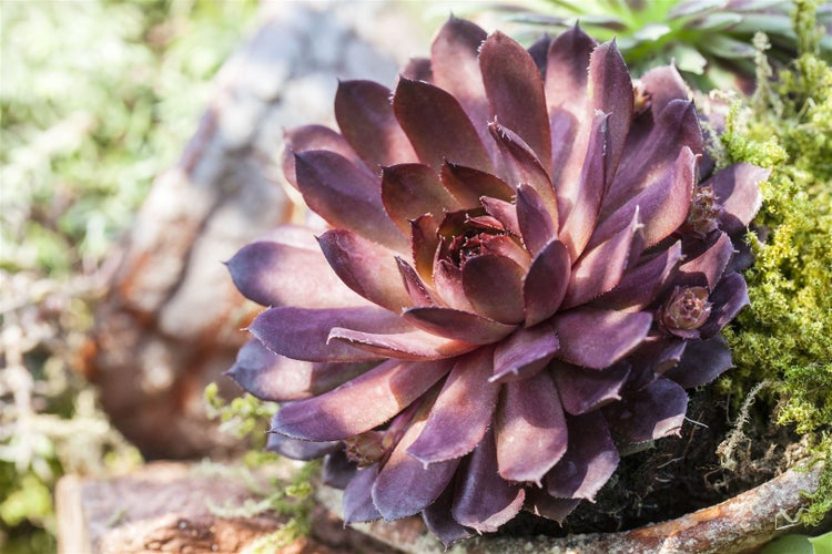 Sempervivum x cult.'Palisander', Hauswurz, rötlich, ca. 9x9 cm Topf