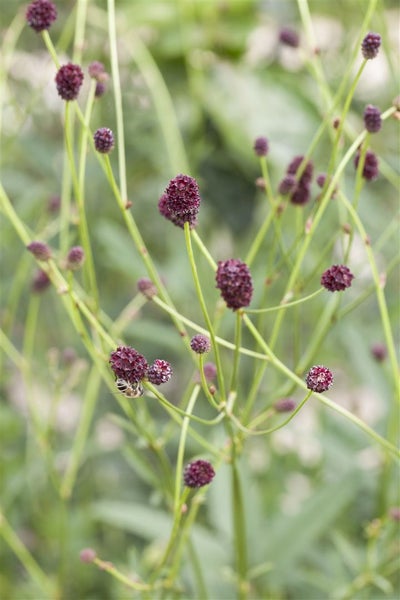 Sanguisorba officinalis, Großer Wiesenknopf, ca. 9x9 cm Topf