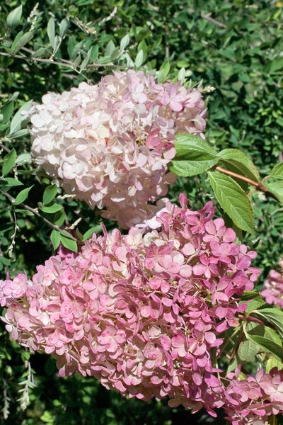 Hydrangea paniculata 'Vanille-Fraise', Rispenhortensie, zweifarbig, 60–100 cm