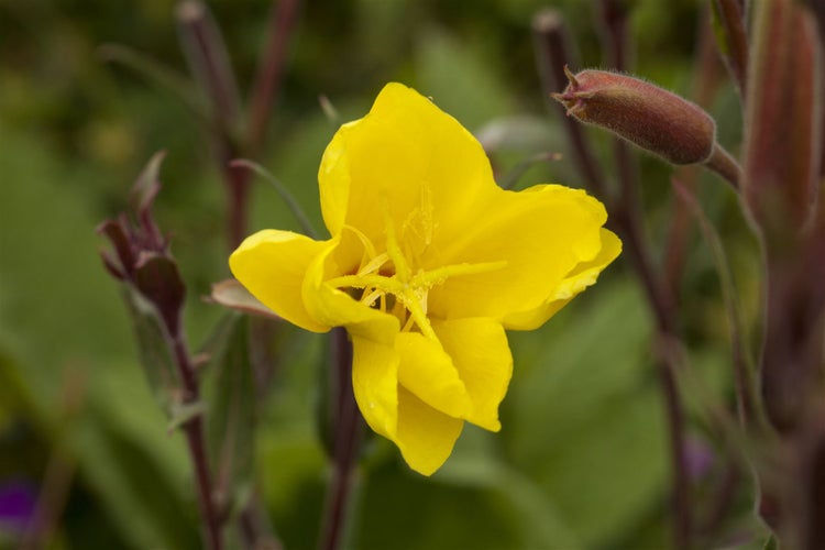 Oenothera odorata, Nachtkerze, duftend, ca. 9x9 cm Topf