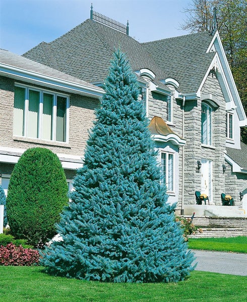 Blaufichte vor einem Haus mit Steinfassade.