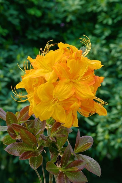 Rhododendron luteum 'Klondyke', gelb-orange, 30–40 cm