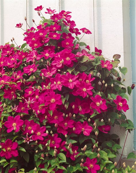 Kletterpflanze mit rosa Blüten und grünen Blättern vor einer Wand