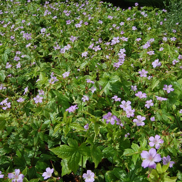 Blütenmeer mit Storchschnabel im Garten