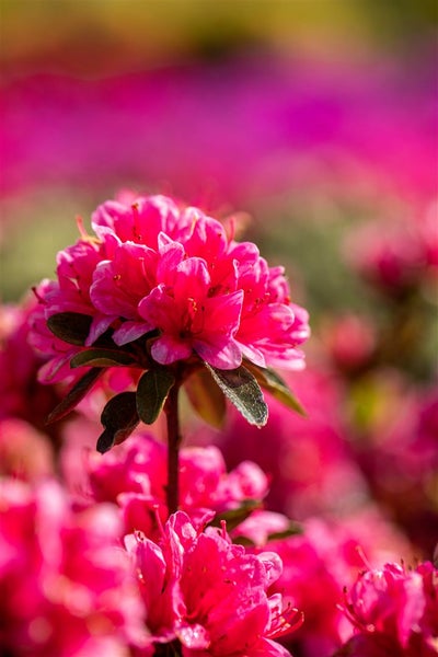 Nahaufnahme von rosa Azaleenblüten im Garten