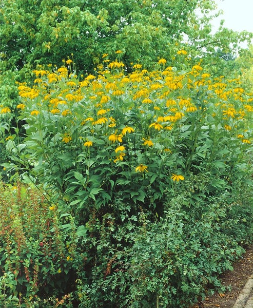 Rudbeckia nitida 'Herbstsonne', Sonnenhut, gelb, ca. 11x11 cm Topf