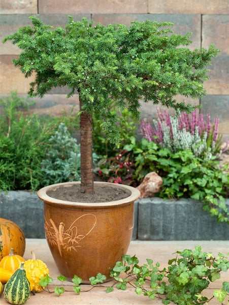 Juniperus conferta 'Slager', Japanischer Kriechwacholder, 20–30 cm