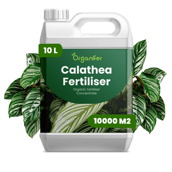 Organifer Logo, Organifer Calathea Dünger, organisches Düngerkonzentrat, 10 Liter Kanister für 10000 Quadratmeter.
