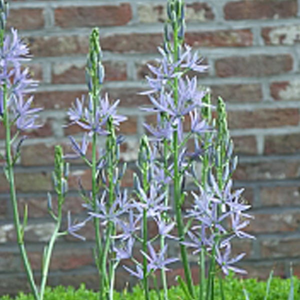 Blühende Prärielilie im Garten