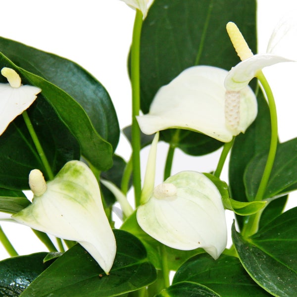 Kleine Flamingoblume Anthurium andreanum Baby-Anthurie Mini-Pflanze 7cm Topf weiss blühend White Champion
