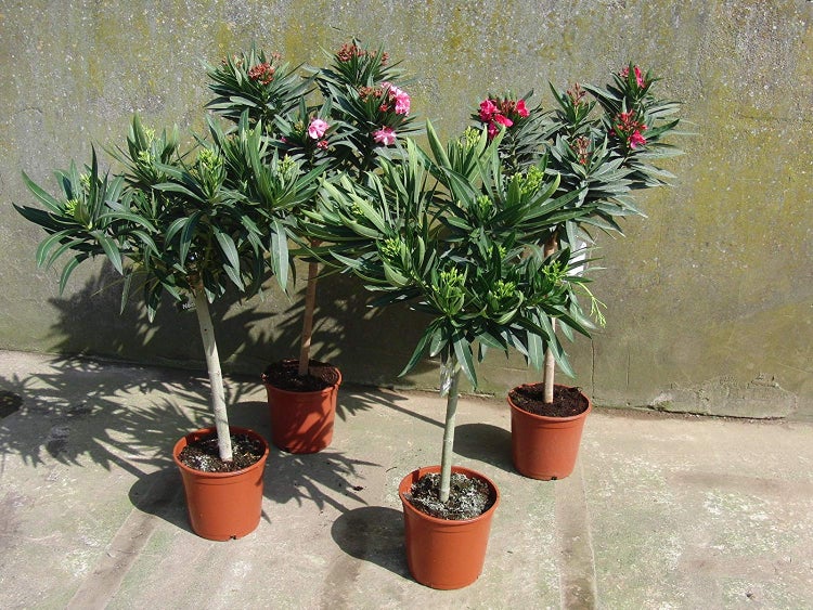 Zwei Oleander-Hochstämme in Töpfen in einem hellen Gewächshaus mit schmalen grünen Blättern.