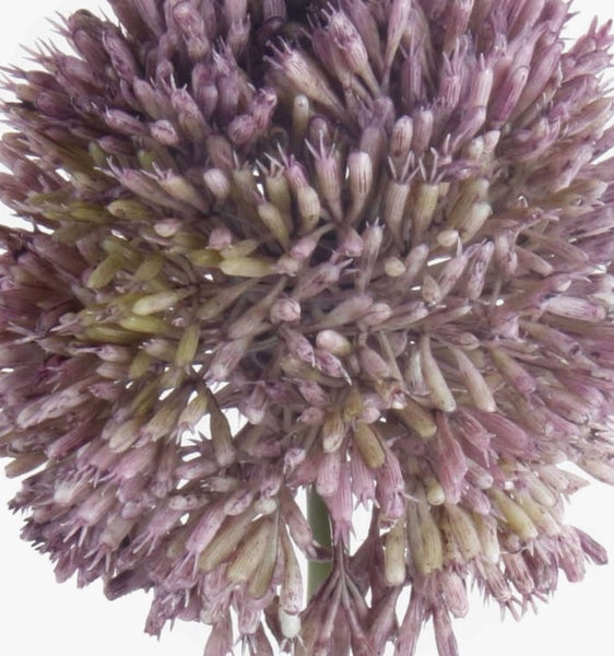 Nahaufnahme einer kugelförmigen Allium-Blüte mit zahlreichen kleinen röhrenförmigen Einzelblüten.