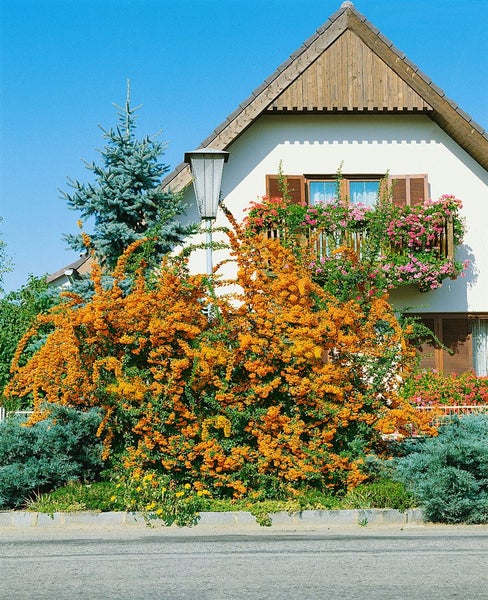 Pyracantha 'Orange Charmer', Feuerdorn, orange, 40–60 cm