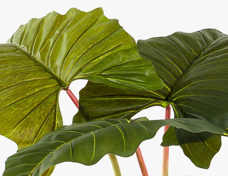 Colocasia künstlich SOTU, grün, 175cm - Elefantenohr Seidenpflanze/Plastik Zehrwurz