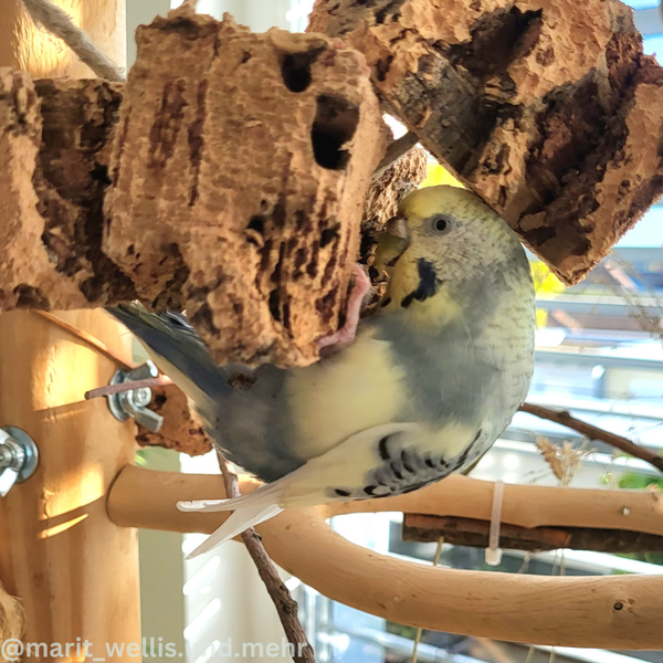 Ein Wellensittich knabbert an Naturkork auf einem Vogelspielplatz aus Holz.