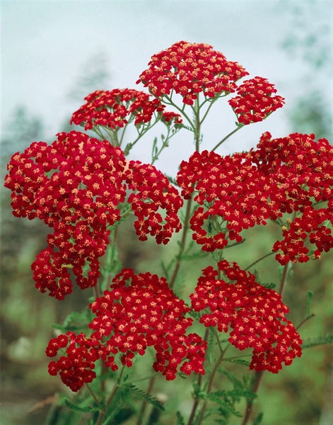 Achillea millefolium 'Cerise Queen', Schafgarbe, rosa, ca. 9x9 cm Topf
