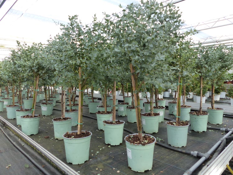Eucalyptus Gunni Stamm Eukalyptusbaum, 70 - 90 cm, Pflanze winterhart