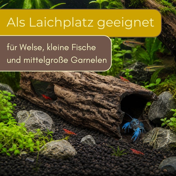 Aquarium-Dekoration Baumstamm als Laichplatz für Welse, kleine Fische und mittelgroße Garnelen in einem bepflanzten Aquarium.