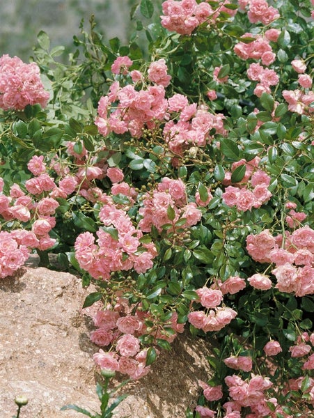 Nahaufnahme einer Rose mit vielen kleinen Blüten.