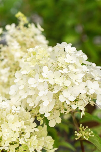 Rispenhortensie mit weißen Blüten