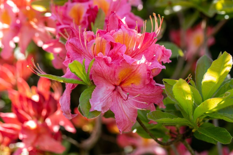 Rhododendron luteum 'Tunis', gelb, 40–50 cm