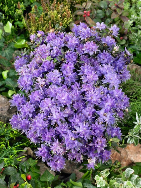 Rhododendron impeditum 'Azurika', Zwerg-Rhododendron, violettblau, 15–20 cm