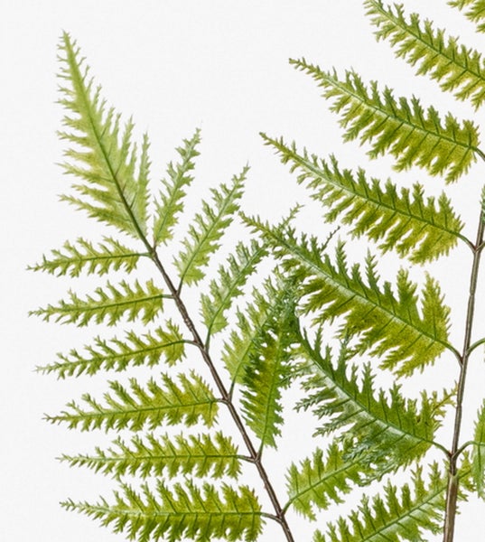 Nahaufnahme von grünen Farnwedeln mit fein gezackten Blättern an braunen Stielen.