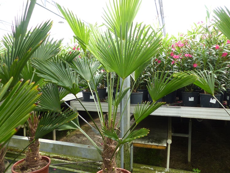 Chinesische Hanfpalme Trachycarpus fortunei in Töpfen auf Metalltischen in einem Gewächshaus.