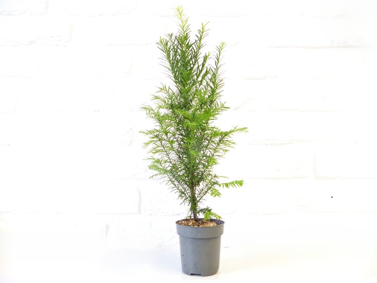 Eine kleine Eibe im Kunststofftopf für den Garten