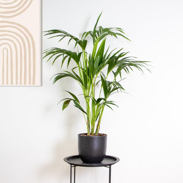Bloomique - Howea Forsteriana - Kentia Palme - Zimmerpflanzen - Pflegeleicht - Haustierfreundlich - Höhe 120-130 cm - Topf 24 cm