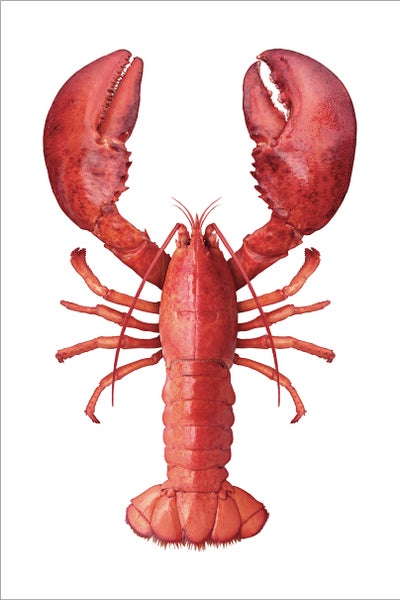 ESTAhome Wandtattoo Hummer Rot - 70 x 46.5 cm - 159045