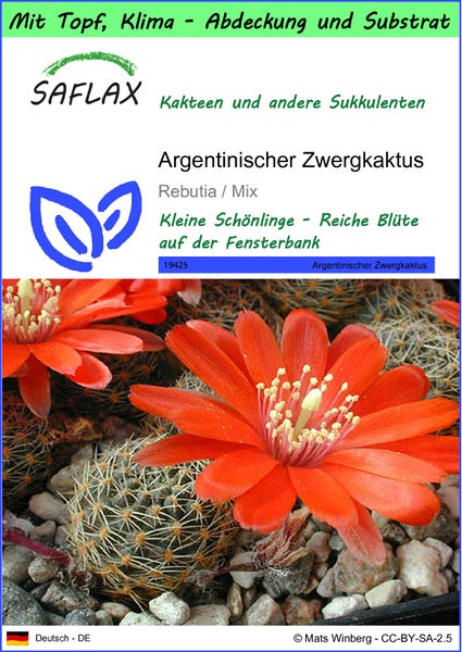 SAFLAX Garden to go - Argentinischer Zwergkaktus - Rebutia / Mix - 40 Samen - Mit Topf, Klima - Deckel und Anzuchtsubstrat