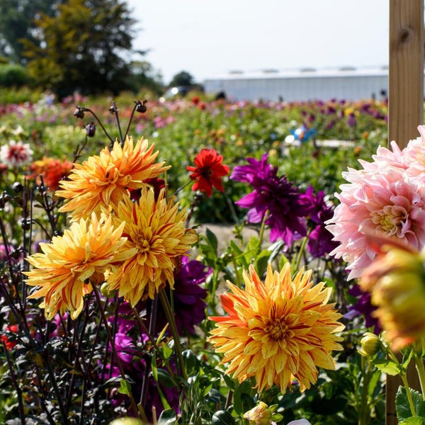 Bloomique - 3er-Mix - Dahlien-Teller-Mix - Farbmix - Blumenzwiebeln - Staude - Sommerblüte - Herbstblüte - Wächst bis zu 90-100 cm