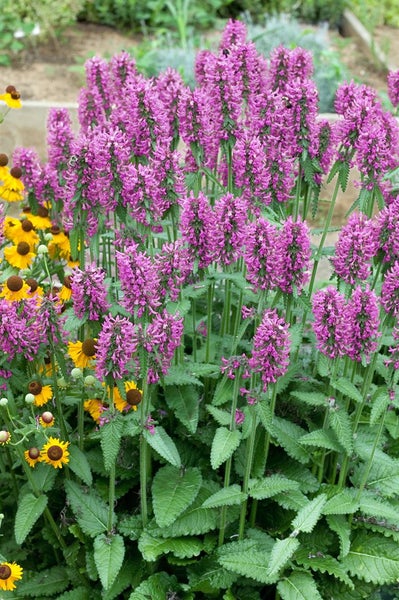 Stachys officinalis, Betonie, ca. 9x9 cm Topf, grünlaubig